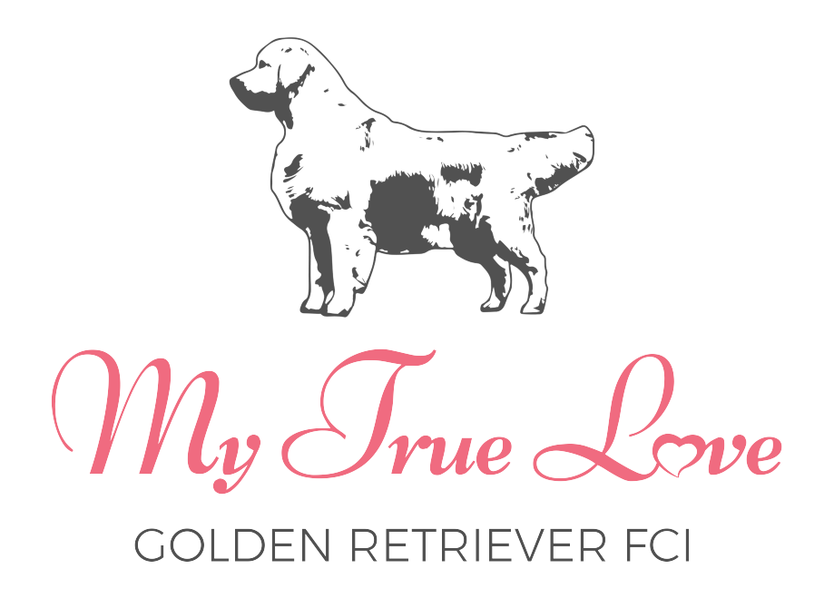 My True Love Golden Retriever FCI